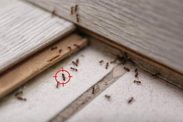 Best Pest Removal Services  in Gray, LA