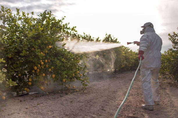Best Mosquito Control Services  in Gray, LA