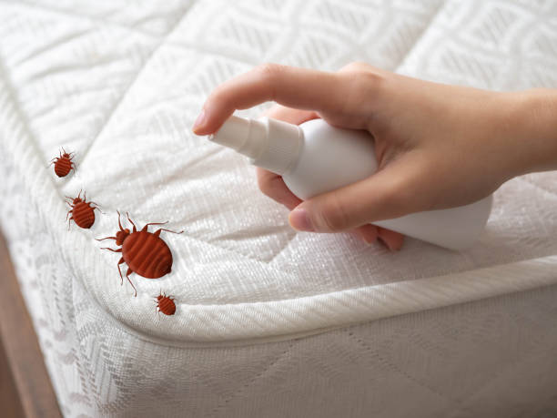 Flea Control Services in Gray, LA