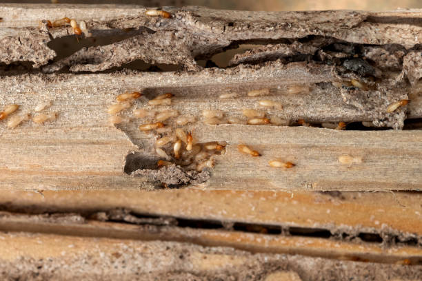 Best Mosquito Control Services  in Gray, LA