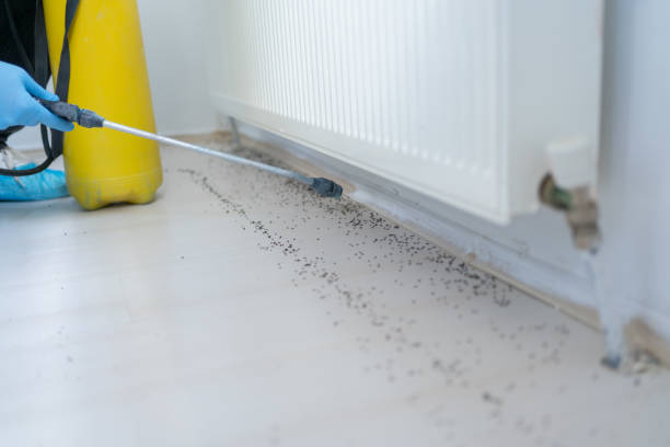 Best Pest Prevention Services  in Gray, LA
